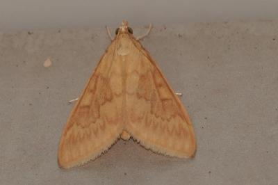<i>Ostrinia nubilalis</i>