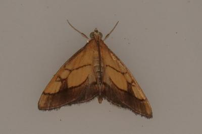 <i>Evergestis limbata</i>