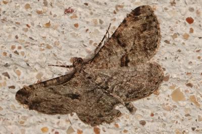 <i>Peribatodes rhomboidaria</i>