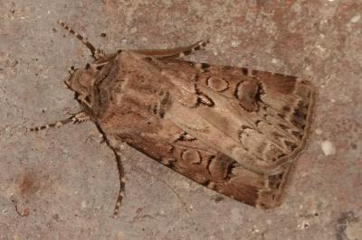 <i>Agrotis bigramma</i>