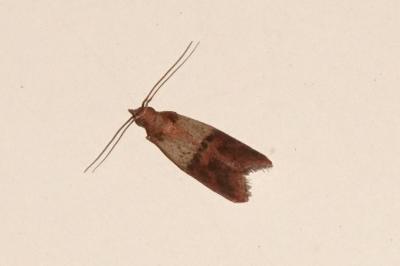 <i>Plodia interpunctella</i>