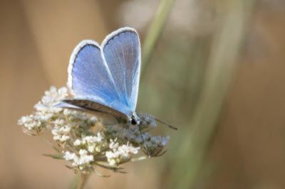 <i>Polyommatus icarus</i>