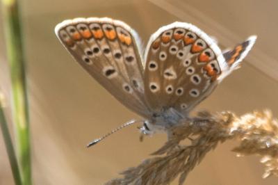 <i>Polyommatus icarus</i>