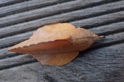 <i>Gastropacha quercifolia</i>
