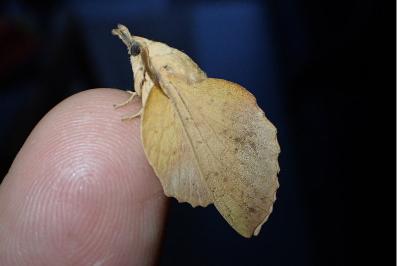 <i>Gastropacha quercifolia</i>