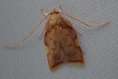 <i>Carcina quercana</i>