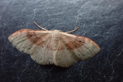 <i>Idaea degeneraria</i>