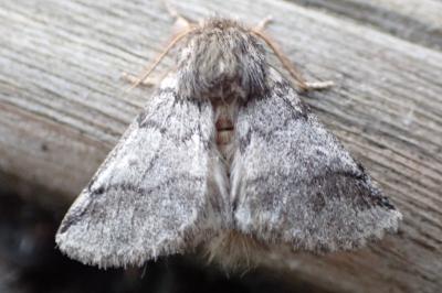 <i>Thaumetopoea processionea</i>