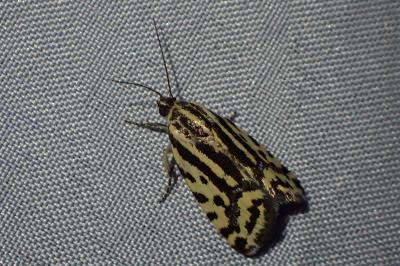 <i>Emmelia trabealis</i>