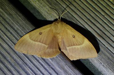 <i>Lasiocampa quercus</i>