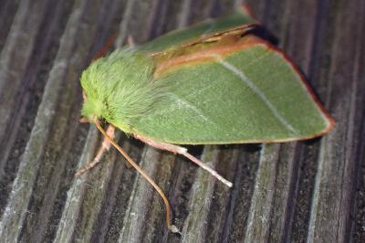 <i>Pseudoips prasinanus</i>