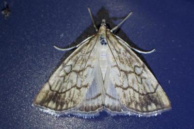 <i>Evergestis pallidata</i>
