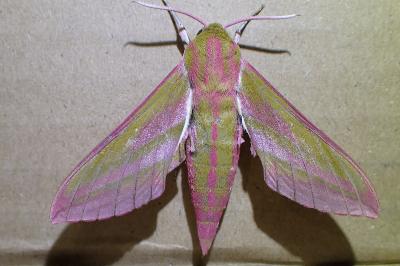 <i>Deilephila elpenor</i>