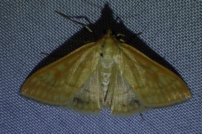 <i>Sitochroa verticalis</i>