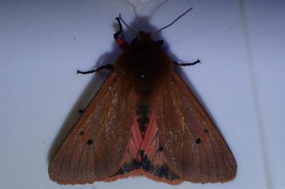 <i>Phragmatobia fuliginosa</i>