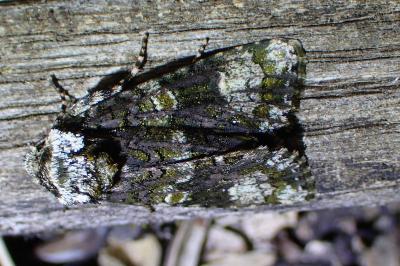 <i>Craniophora ligustri</i>