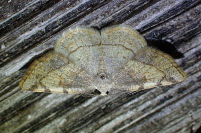 <i>Stegania trimaculata</i>