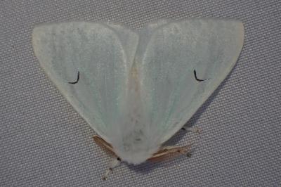 <i>Arctornis l-nigrum</i>
