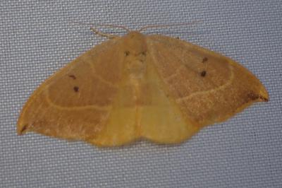 <i>Watsonalla binaria</i>