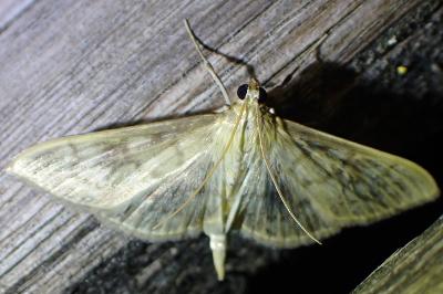 <i>Patania ruralis</i>