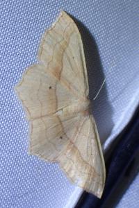 <i>Scopula imitaria</i>