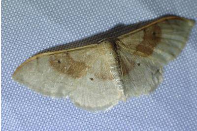 <i>Idaea degeneraria</i>