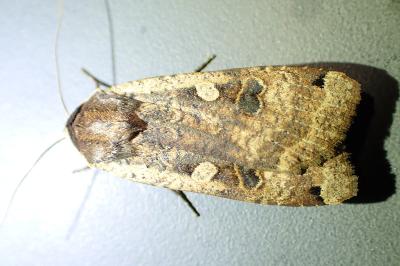 <i>Noctua pronuba</i>
