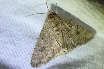 <i>Anarta trifolii</i>