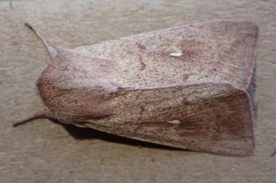 <i>Mythimna ferrago</i>