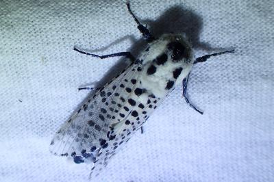 <i>Zeuzera pyrina</i>