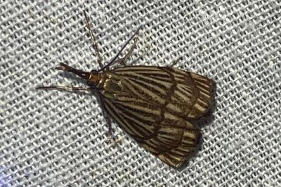 <i>Chrysocrambus linetella</i>