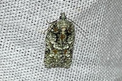 <i>Acleris literana</i>