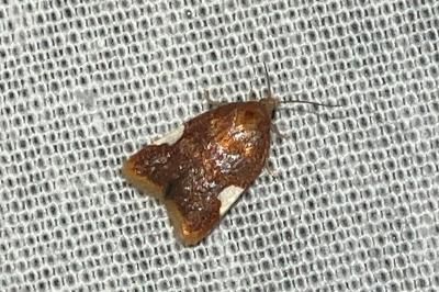 <i>Acleris holmiana</i>