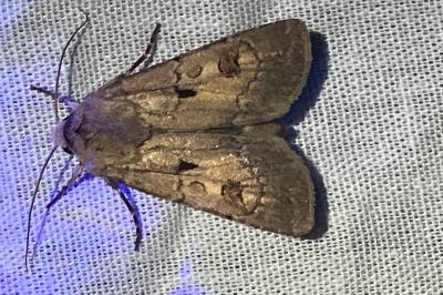 <i>Agrotis exclamationis</i>
