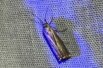 <i>Chrysoteuchia culmella</i>