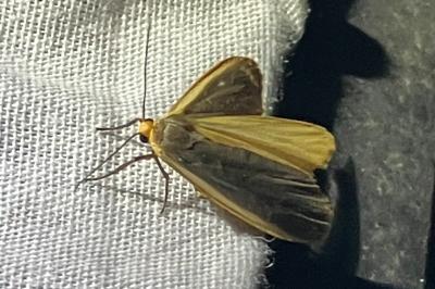 <i>Collita griseola</i>