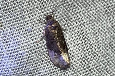 <i>Hedya nubiferana</i>