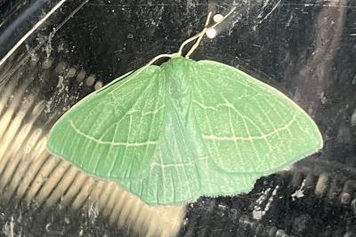 <i>Hemistola chrysoprasaria</i>