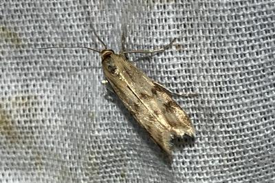 <i>Homoeosoma sinuella</i>
