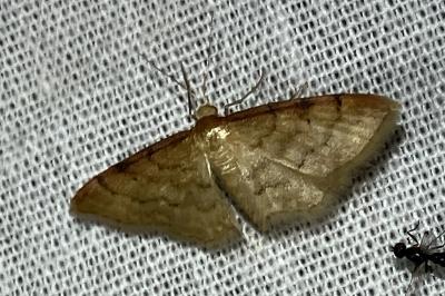 <i>Idaea humiliata</i>