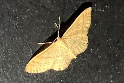 <i>Idaea straminata</i>