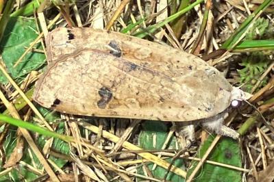 <i>Noctua pronuba</i>