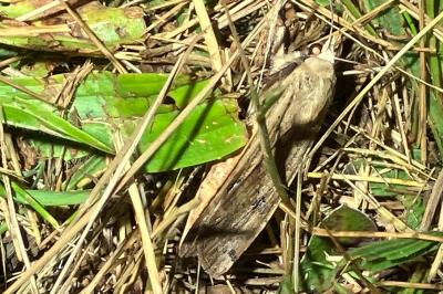 <i>Noctua pronuba</i>