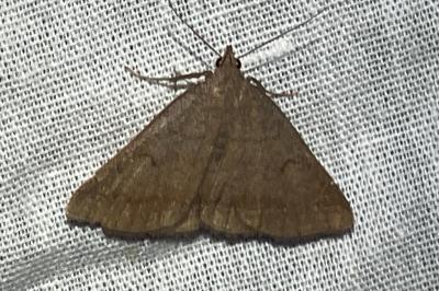 <i>Zanclognatha lunalis</i>