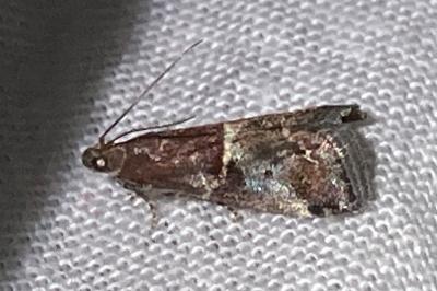 <i>Acrobasis marmorea</i>