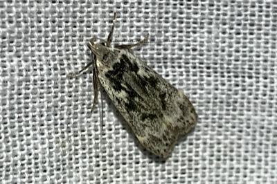 <i>Anacampsis</i>