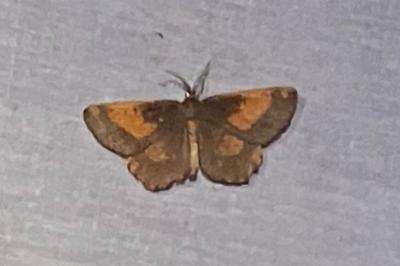 <i>Angerona prunaria</i>