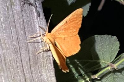 <i>Angerona prunaria</i>