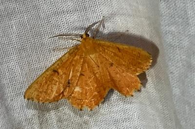 <i>Angerona prunaria</i>