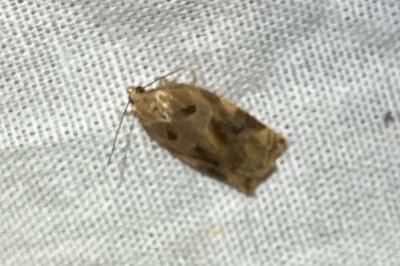 <i>Archips xylosteana</i>